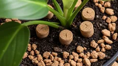 Bitki bakımında yeni trend: Mantar tıpası ile saksı toprağı nasıl iyileşir