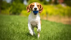 Çocuklarla en iyi anlaşan en oyuncu köpek cinsleri hangileri