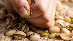 Antep fıstığı kabuklarını bitkilere atmak: Ne işe yarar ve faydaları nelerdir?